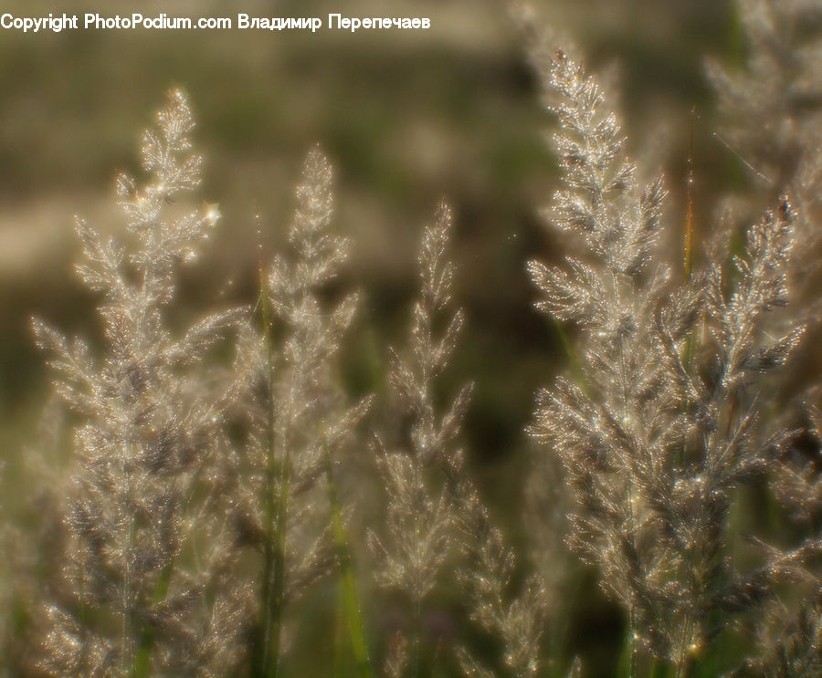 Field, Grass, Grassland, Plant, Blossom, Flora, Flower