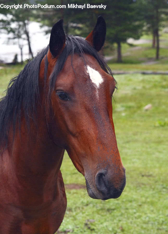 Animal, Horse, Mammal, Colt Horse, Foal