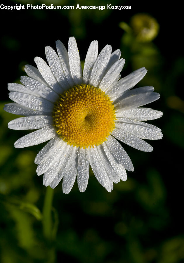 Daisies, Daisy, Flower, Plant, Asteraceae, Blossom, Flora