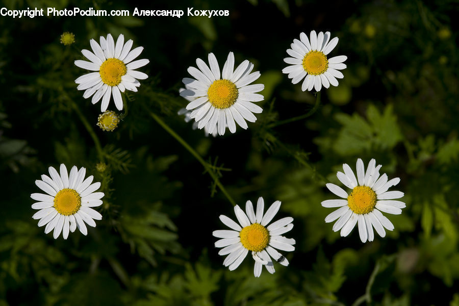 Daisies, Daisy, Flower, Plant, Asteraceae, Blossom, Flora
