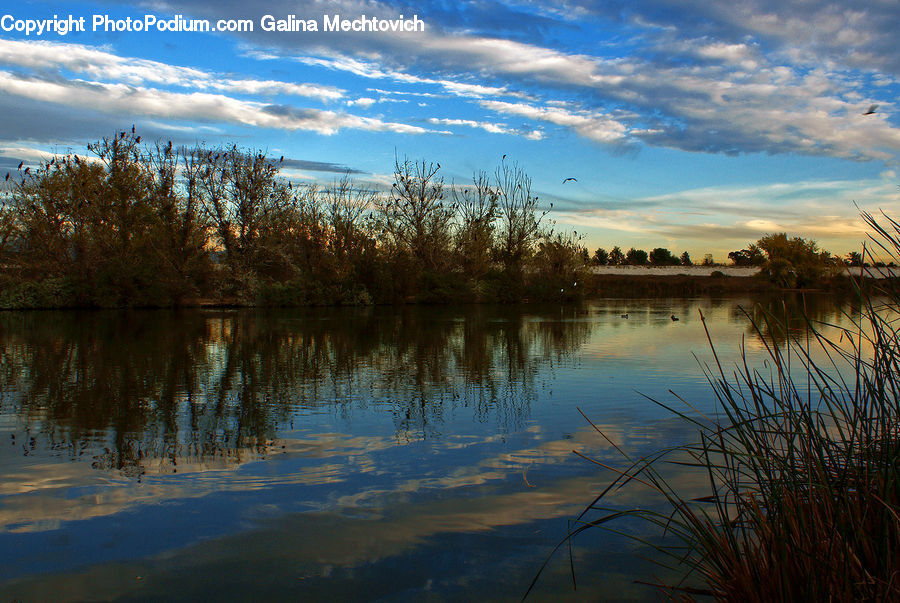 Field, Grass, Grassland, Plant, Reed, Lake, Outdoors