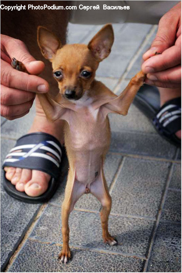Animal, Canine, Chihuahua, Dog, Mammal, Pet, Shorts