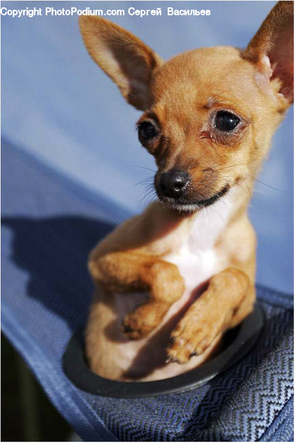 Animal, Canine, Chihuahua, Dog, Mammal, Pet