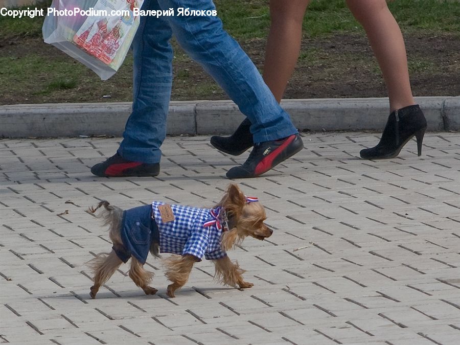 People, Person, Human, Animal, Canine, Dog, Mammal