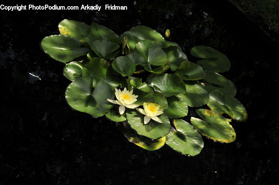 Flower, Lily, Plant, Pond Lily, Blossom, Flora, Acanthaceae