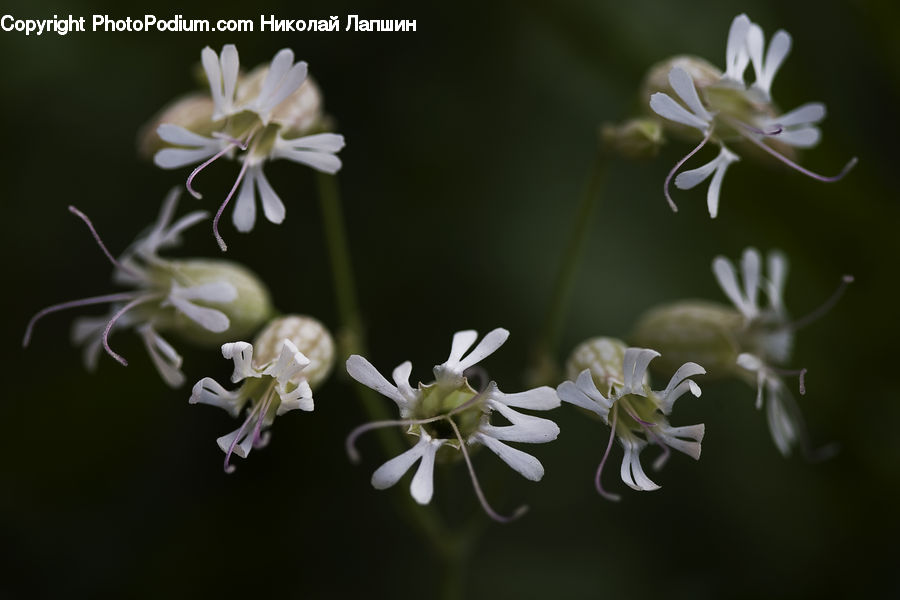 Blossom, Flora, Flower, Geranium, Plant, Aquilegia, Amaryllidaceae