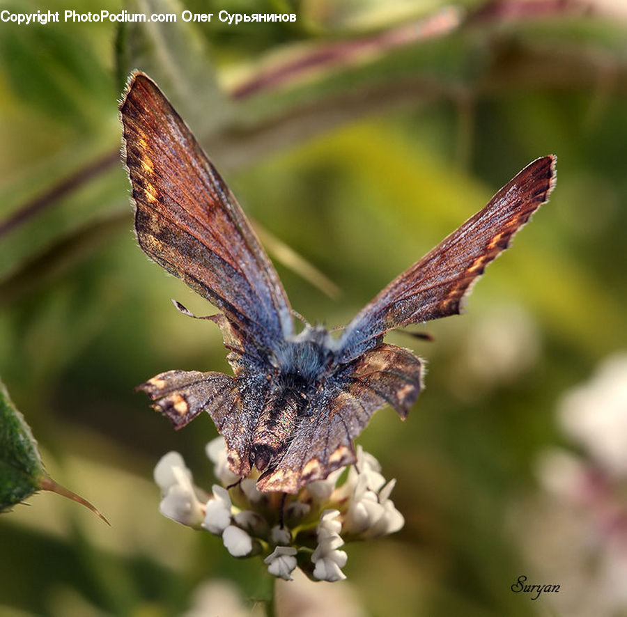 Butterfly, Insect, Invertebrate, Blossom, Flora, Flower, Plant