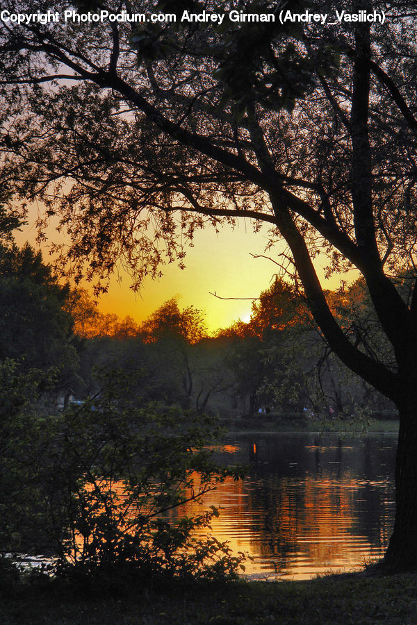 Dawn, Dusk, Sky, Sunrise, Sunset, Plant, Tree