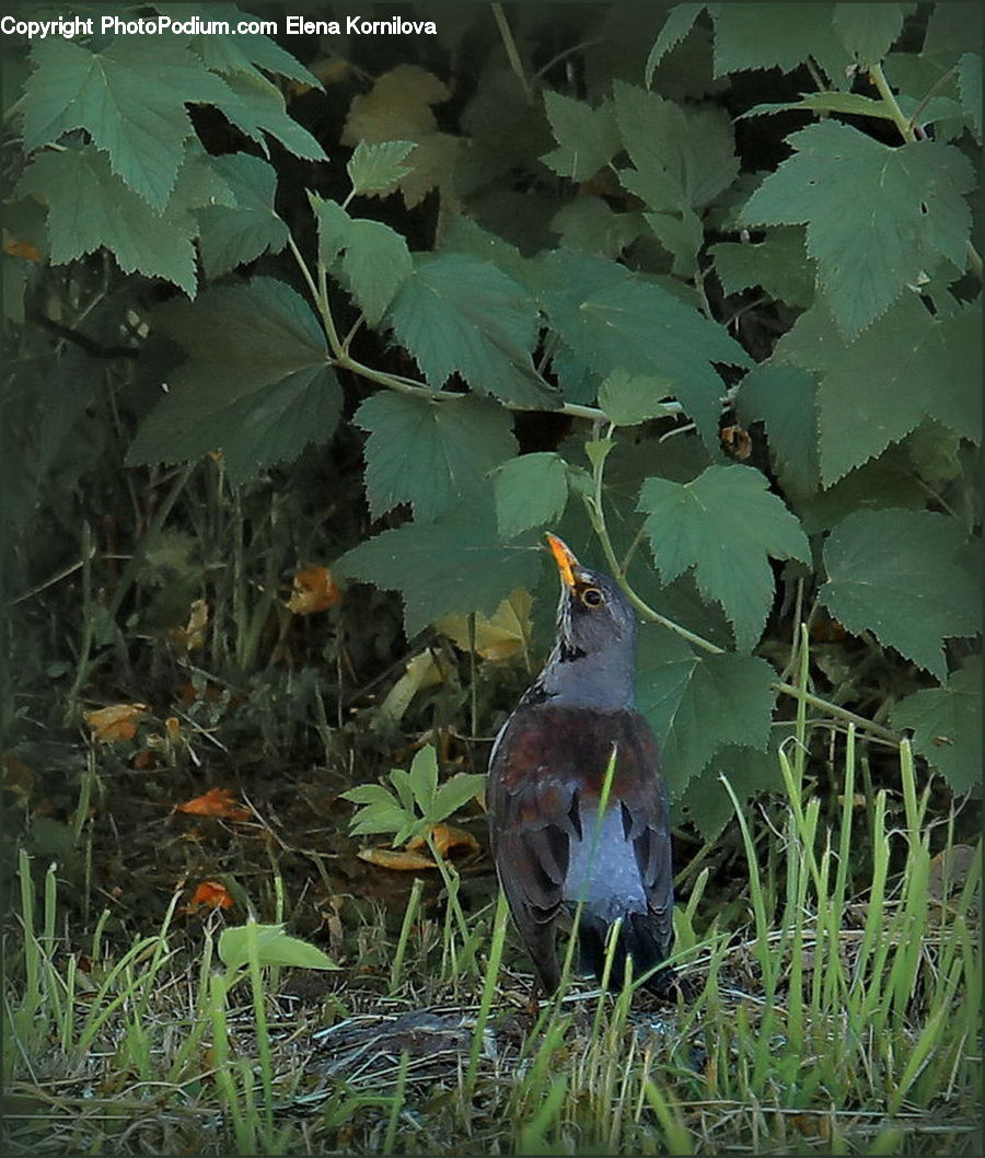 Bird, Blackbird, Plant, Potted Plant, Robin, Partridge, Blossom