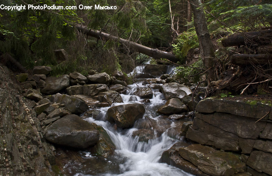 Creek, Outdoors, River, Water, Forest, Jungle, Rainforest
