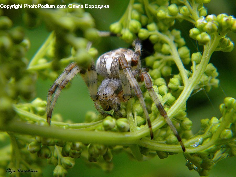 Arachnid, Garden Spider, Insect, Invertebrate, Spider, Apidae, Bee