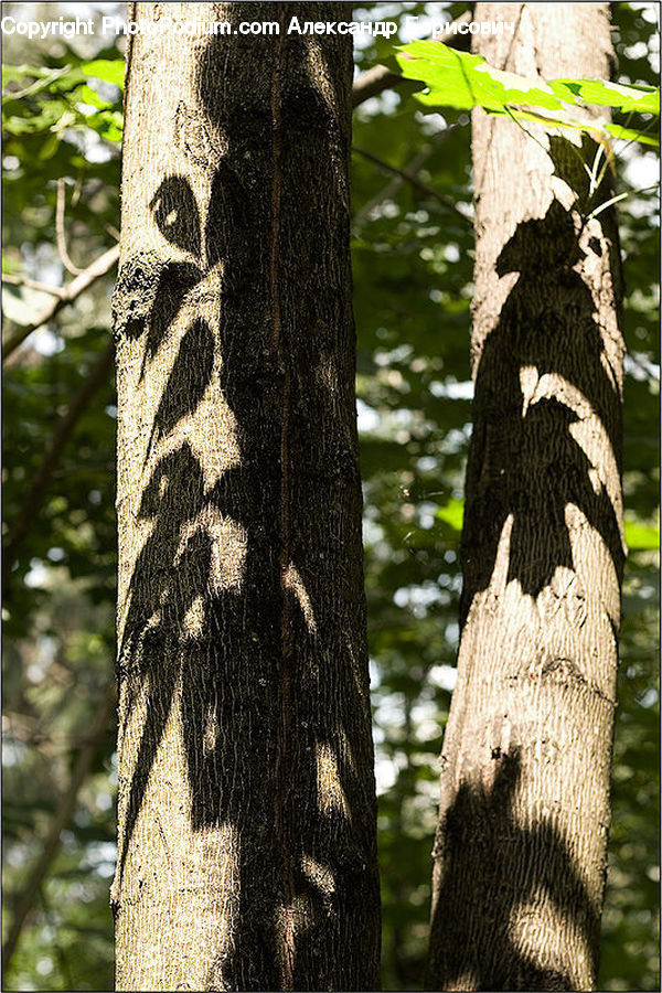 Birch, Tree, Wood, Tree Trunk, Outdoors, Forest, Vegetation