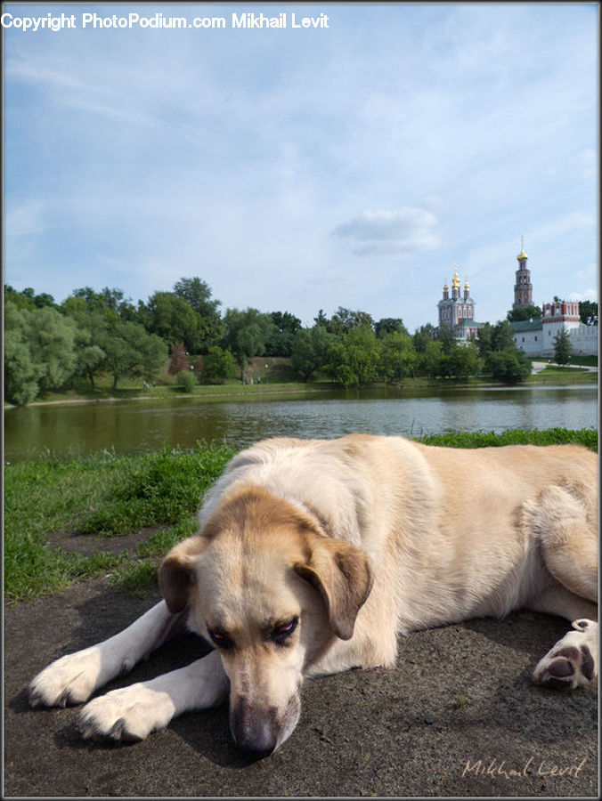 Animal, Canine, Dog, Golden Retriever, Mammal, Pet