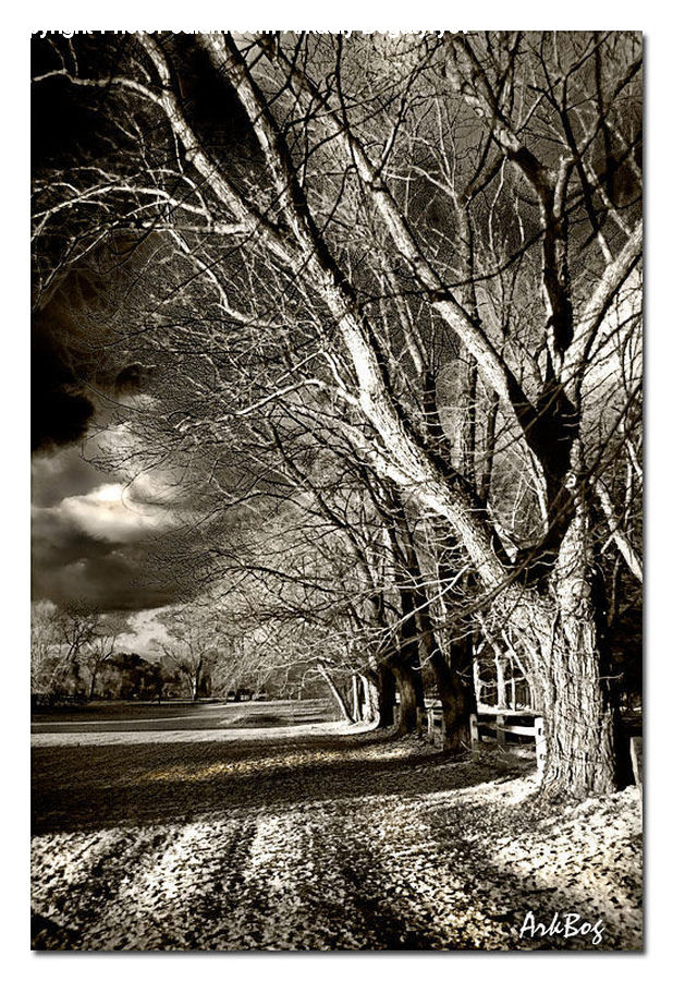 Art, Modern Art, Collage, Poster, Birch, Tree, Wood