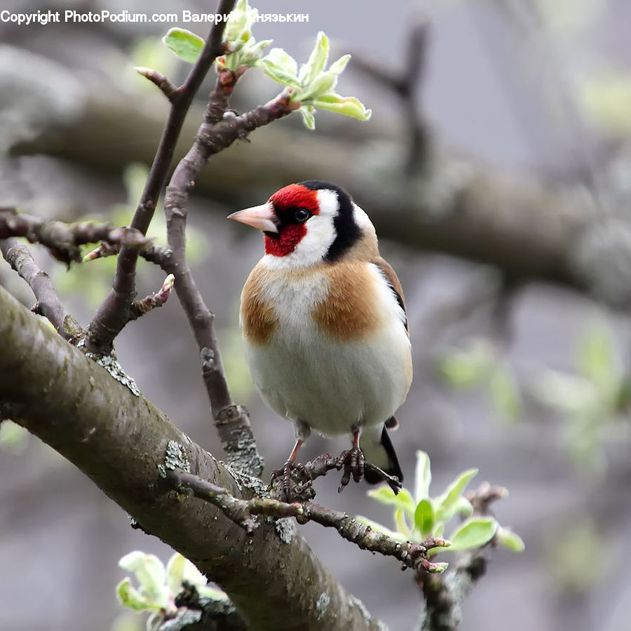 Bud, Plant, Bird, Finch, Flicker Bird, Woodpecker, Beak