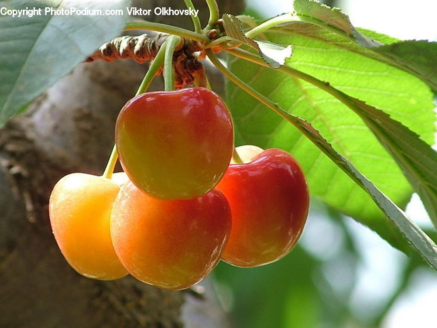 Cherry, Fruit, Carrot, Root, Vegetable, Persimmon, Apricot