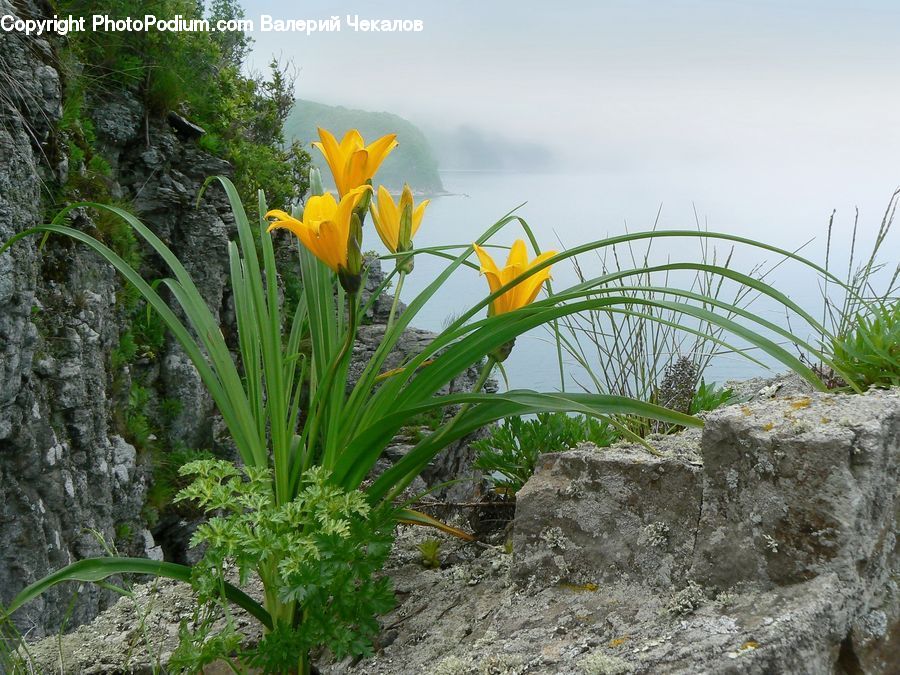 Blossom, Daffodil, Flora, Flower, Plant, Crocus, Conifer