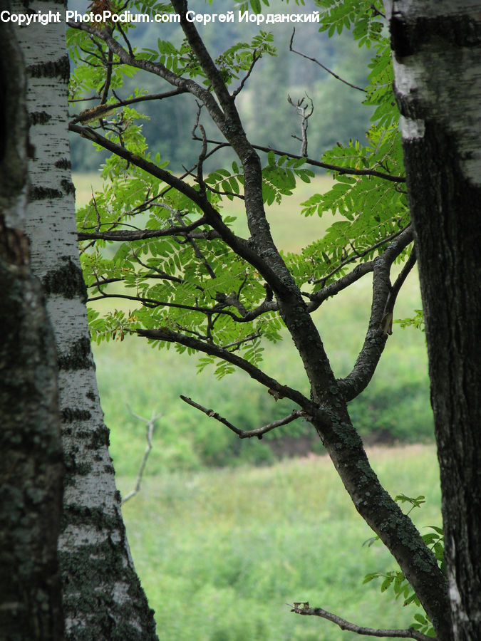 Plant, Tree, Oak, Wood, Birch, Conifer, Fir