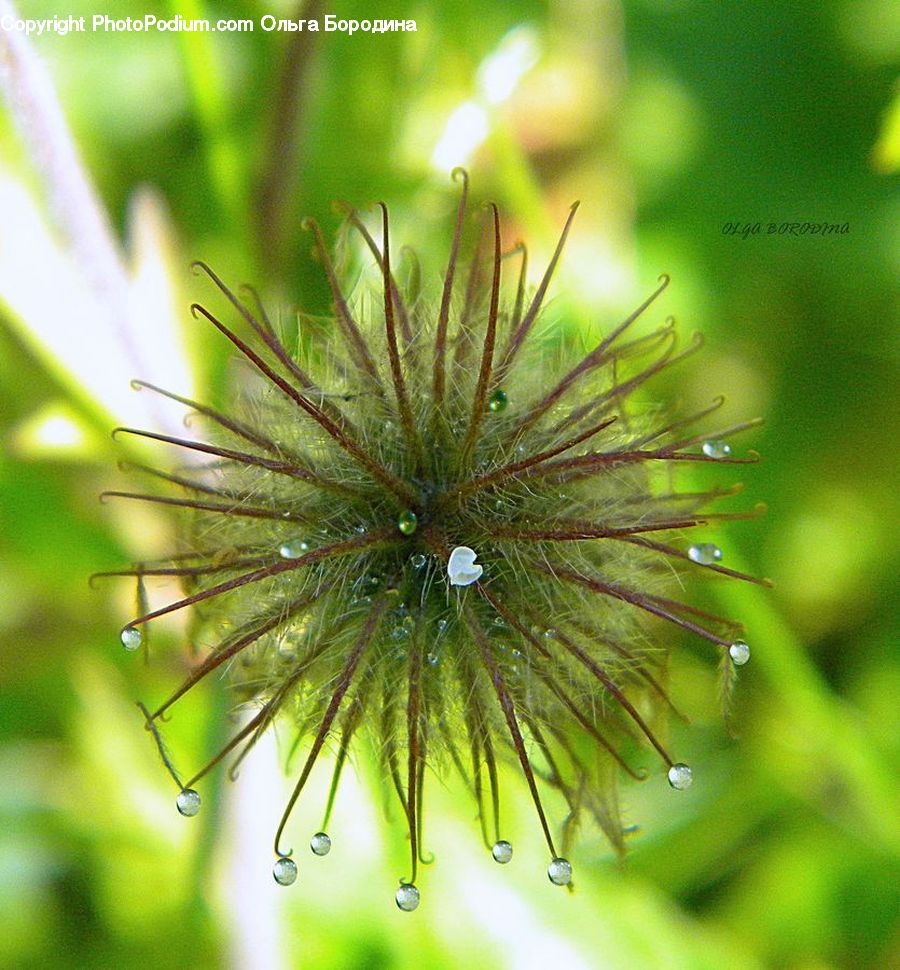 Dill, Plant, Conifer, Fir, Tree, Blossom, Flora