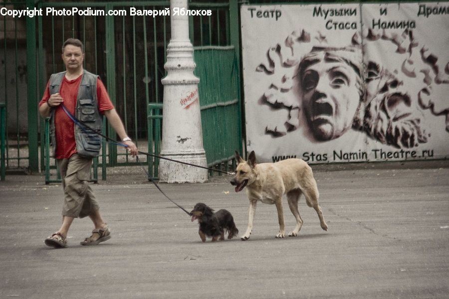 Human, People, Person, Animal, Canine, Dog, Mammal
