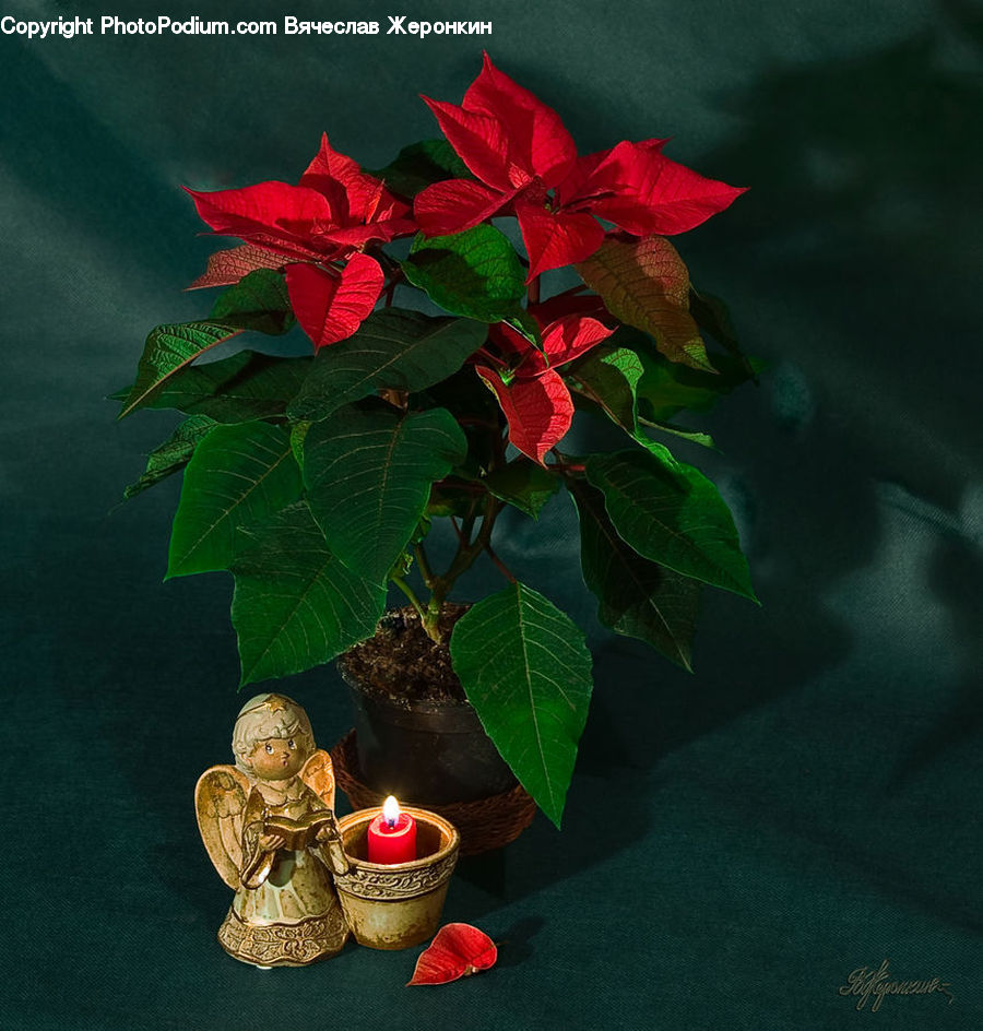 Plant, Potted Plant, Floral Design, Flower, Flower Arrangement, Flower Bouquet, Ikebana