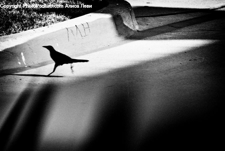 Bird, Blackbird, Crow