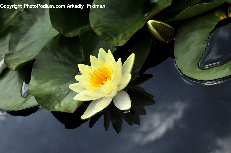 Flower, Lily, Plant, Pond Lily, Cactus, Blossom, Flora
