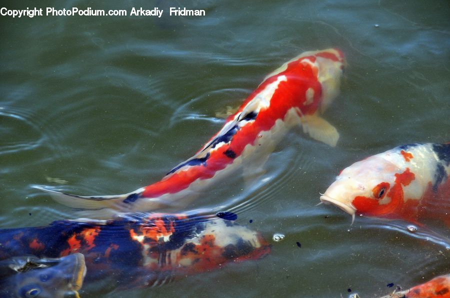 Carp, Fish, Koi, Sea Life, Art, Food, Lobster