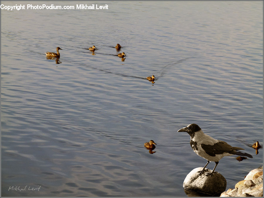 Arecaceae, Coconut, Bird, Duck, Mallard, Waterfowl, Seagull