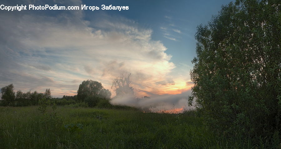 Field, Grass, Grassland, Plant, Land, Outdoors, Conifer