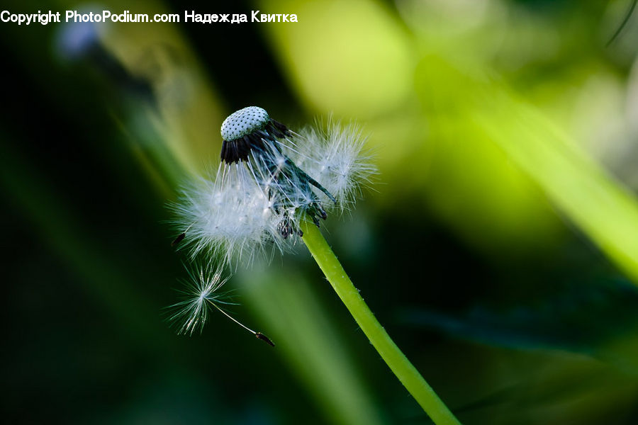 Dandelion, Flower, Plant, Flora, Pollen, Blossom, Vegetation
