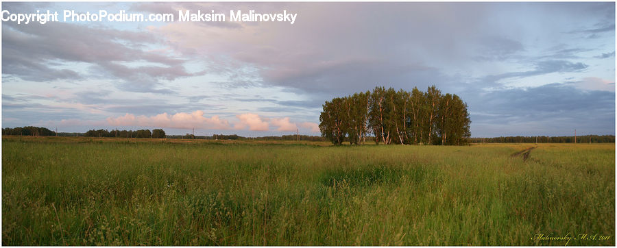 Field, Grass, Grassland, Land, Outdoors, Plant, Grain