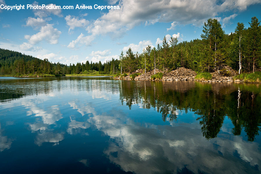 Lake, Outdoors, Water, Forest, Vegetation, Grove, Land