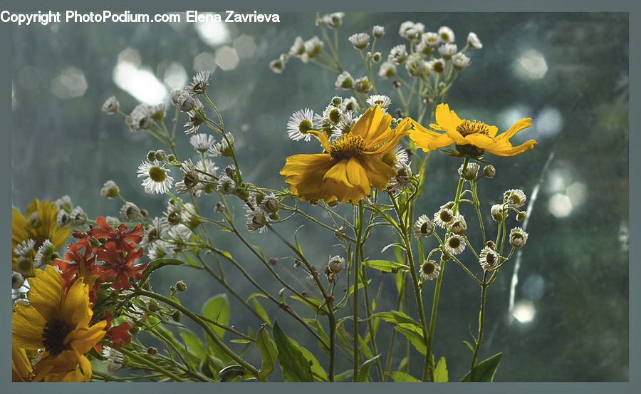 Plant, Potted Plant, Asteraceae, Blossom, Flora, Flower, Daisies