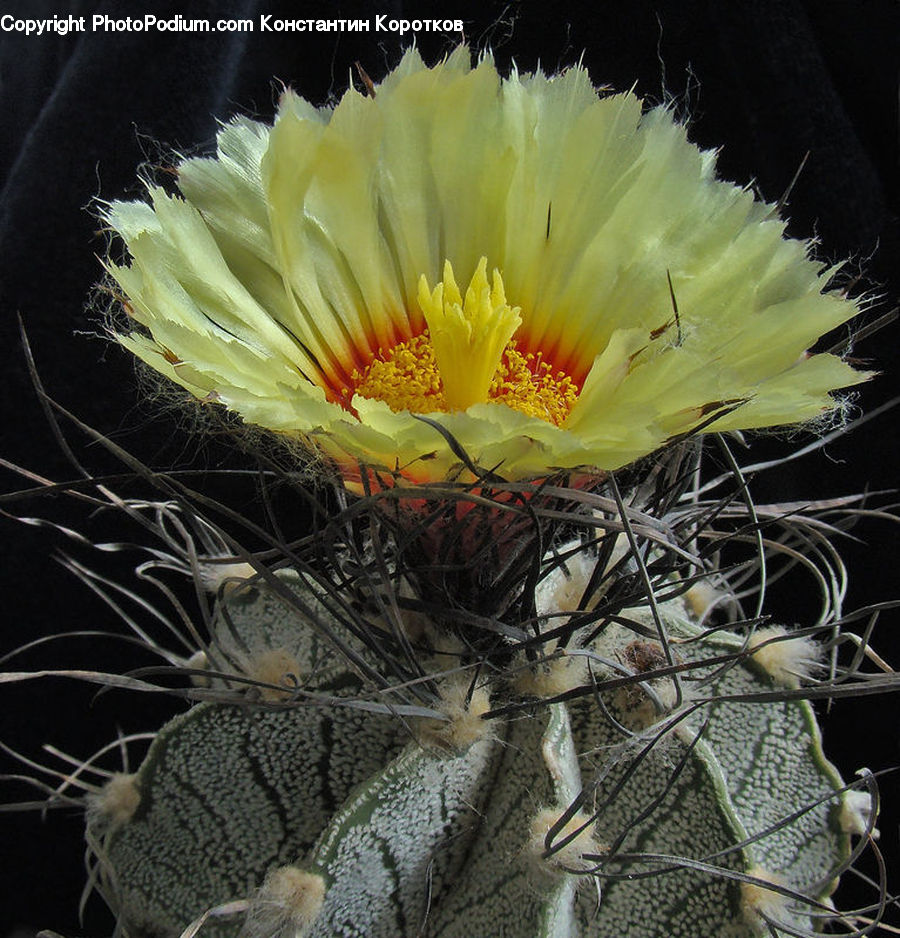 Cactus, Plant, Flower, Flower Arrangement, Flower Bouquet, Blossom, Flora