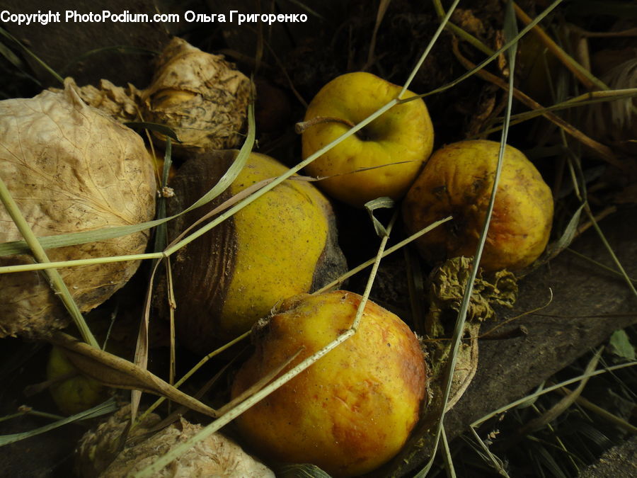Squash, Vegetable, Produce, Nut, Seed, Walnut, Food