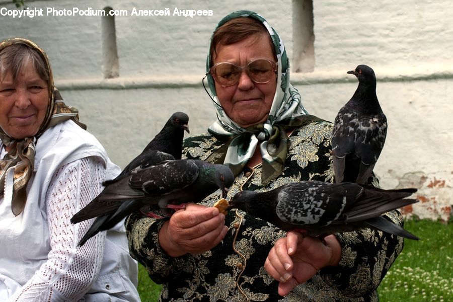 Bird, Pigeon, People, Person, Human, Dove, Female