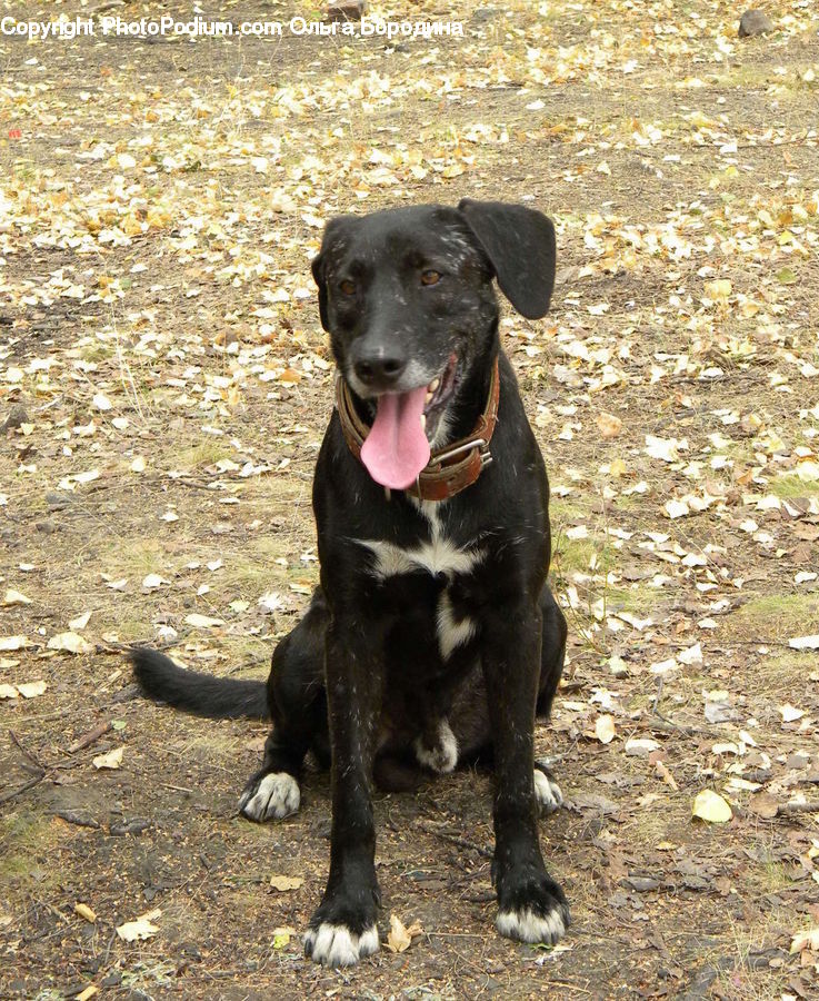 Animal, Canine, Dog, Labrador Retriever, Mammal, Pet, Newfoundland