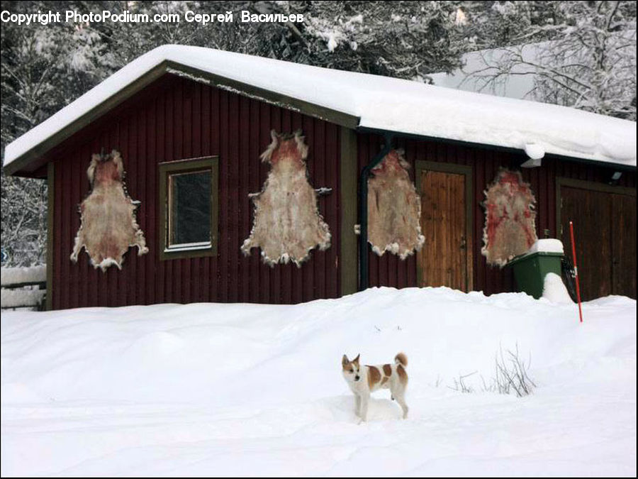 Animal, Bat, Racket, Building, Cottage, Housing, Ice