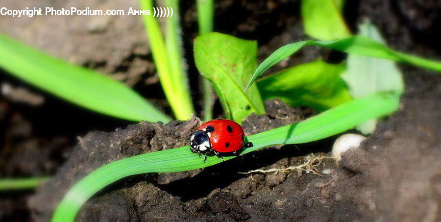 Amphibian, Wildlife, Aurora, Light, Night, Outdoors, Plant