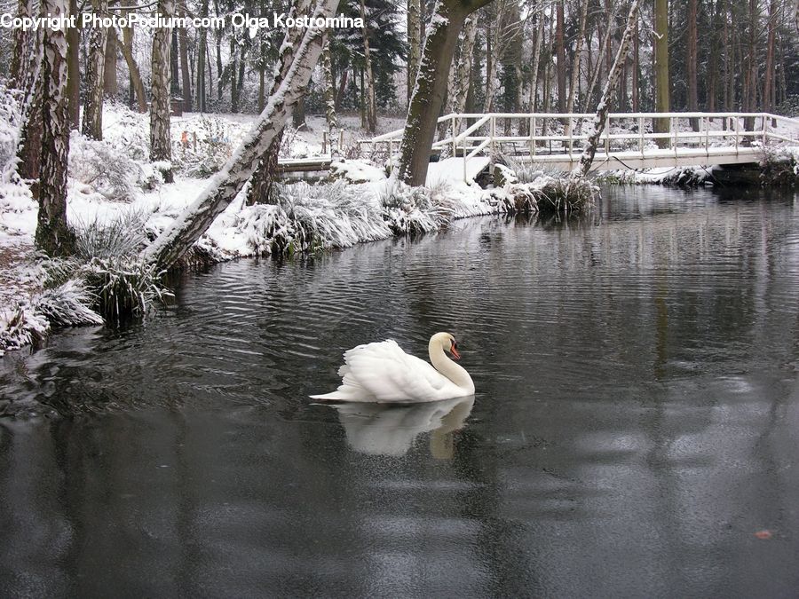 Bird, Waterfowl, Swan, Outdoors, Ripple, Water, Forest