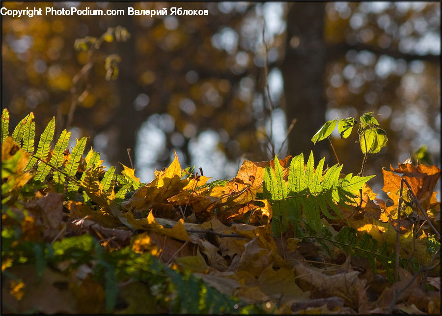 Plant, Potted Plant, Blossom, Flora, Flower, Oak, Tree
