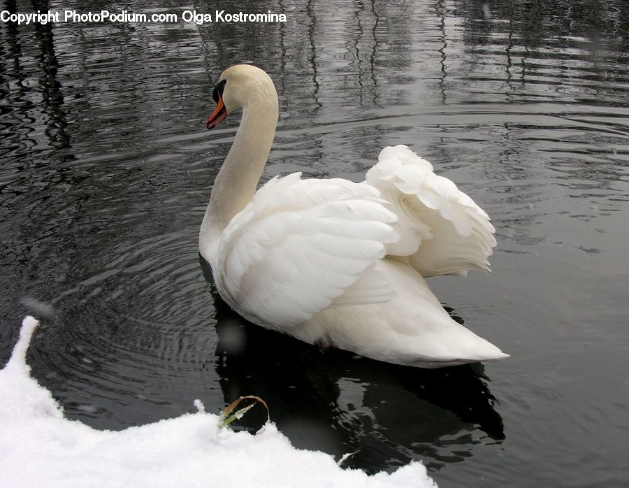 Bird, Swan, Waterfowl, Beak, Blossom, Flower, Peony