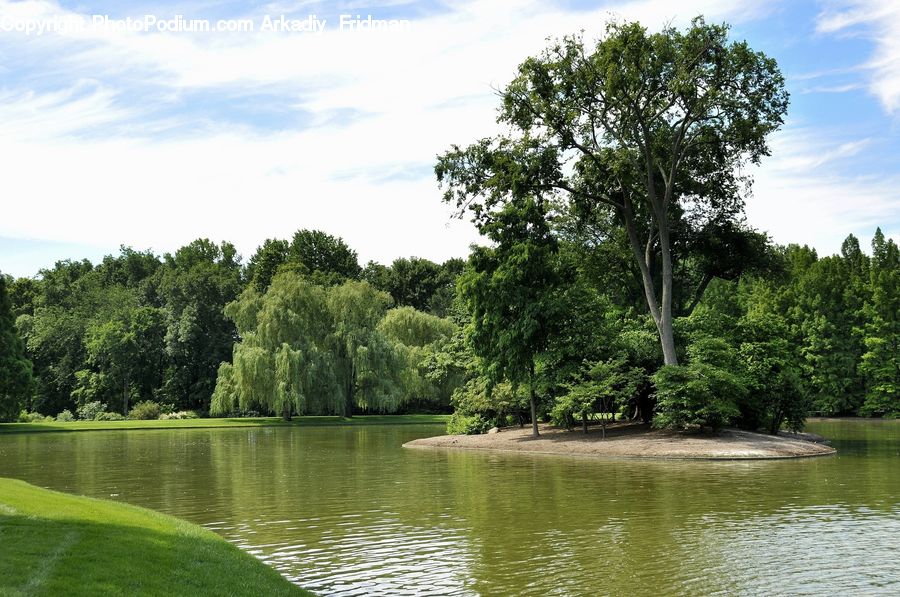 Plant, Tree, Oak, Wood, Outdoors, Pond, Water