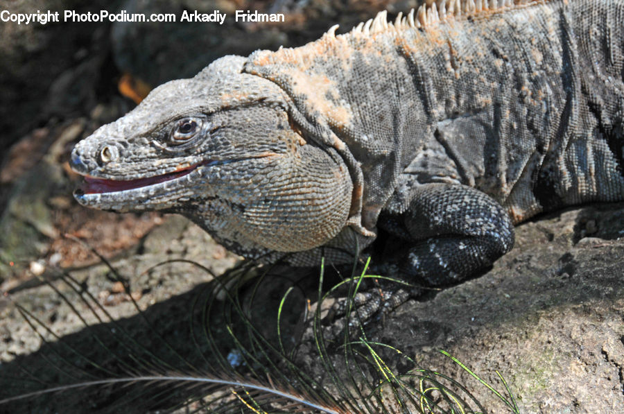 Iguana, Lizard, Reptile, Green Snake, Snake, Plant, Outdoors