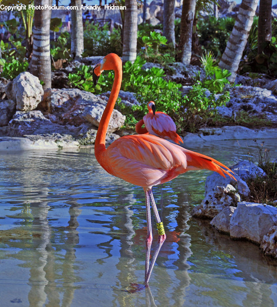 Bird, Flamingo, Flock