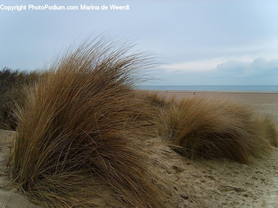 Field, Grass, Grassland, Plant, Dune, Outdoors, Desert