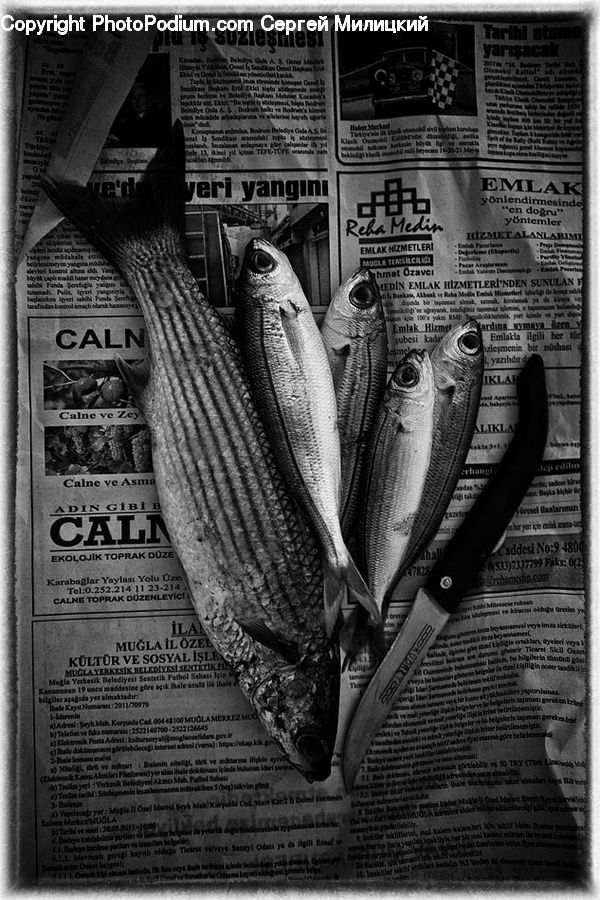 Brick, Food, Seafood, Brochure, Flyer, Poster, Fish