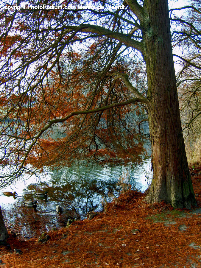 Conifer, Fir, Plant, Tree, Oak, Wood, Forest