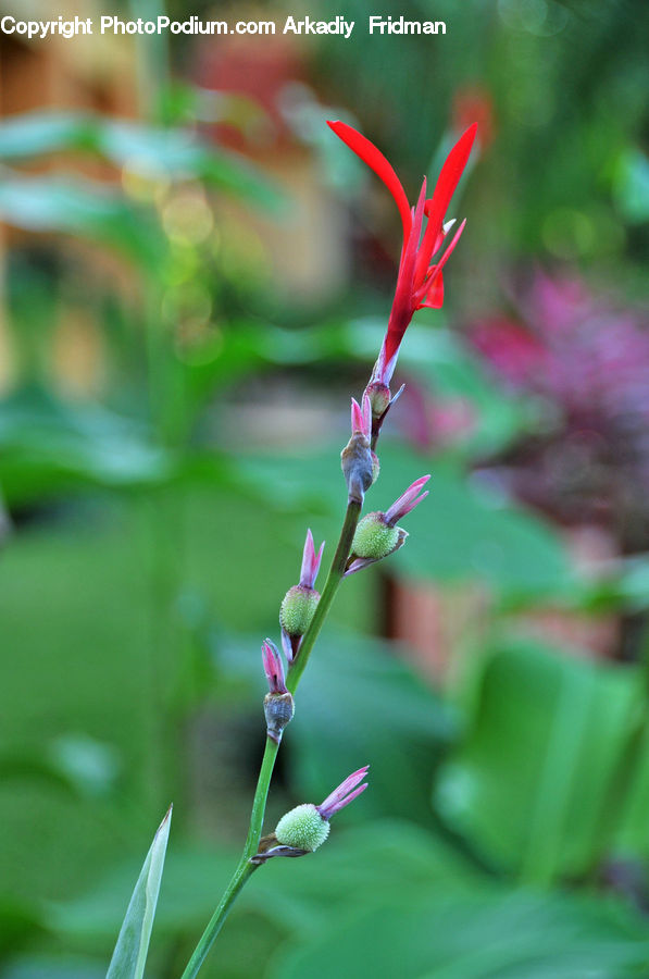Blossom, Flora, Flower, Plant, Gladiolus, Bird, Hummingbird